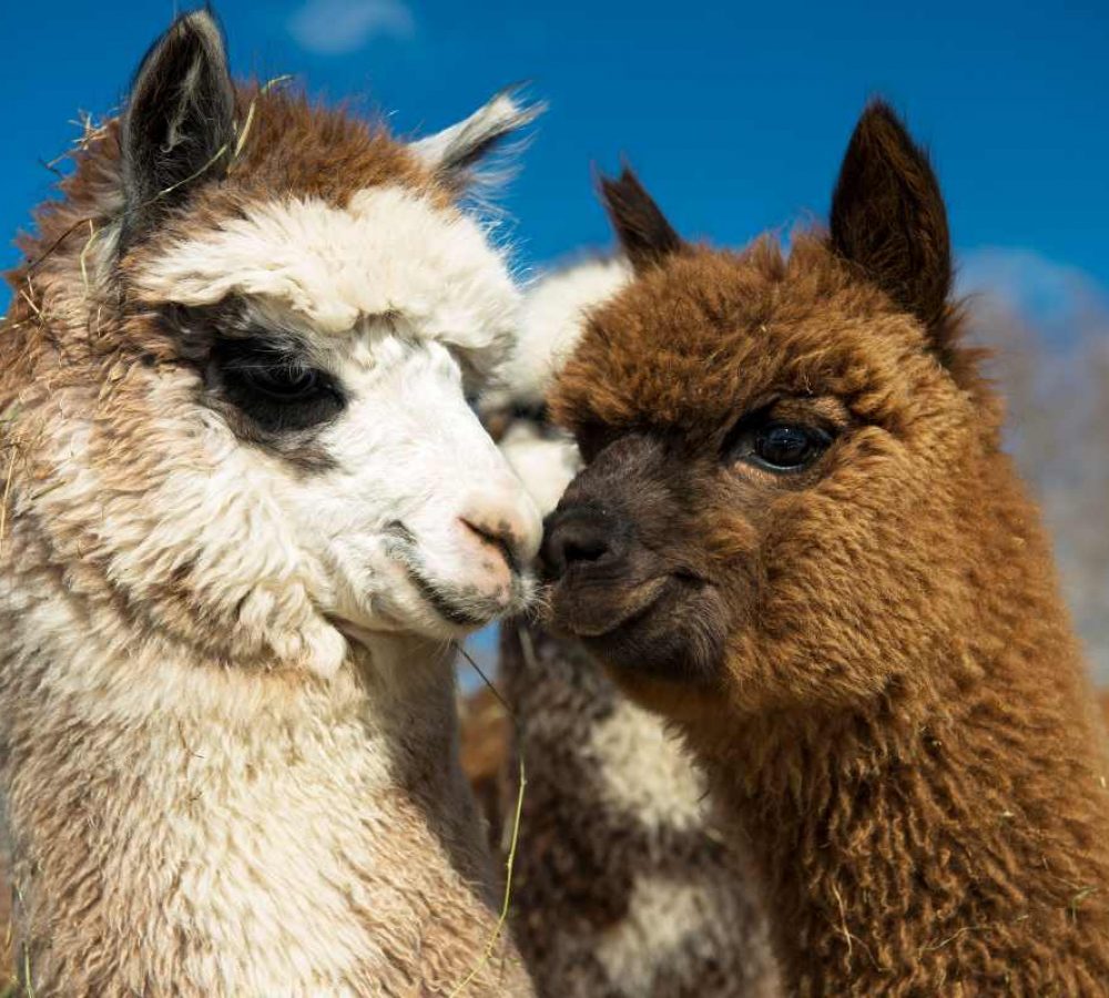 woolley animals woolley animals