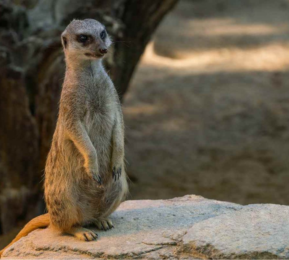 zoo zoo