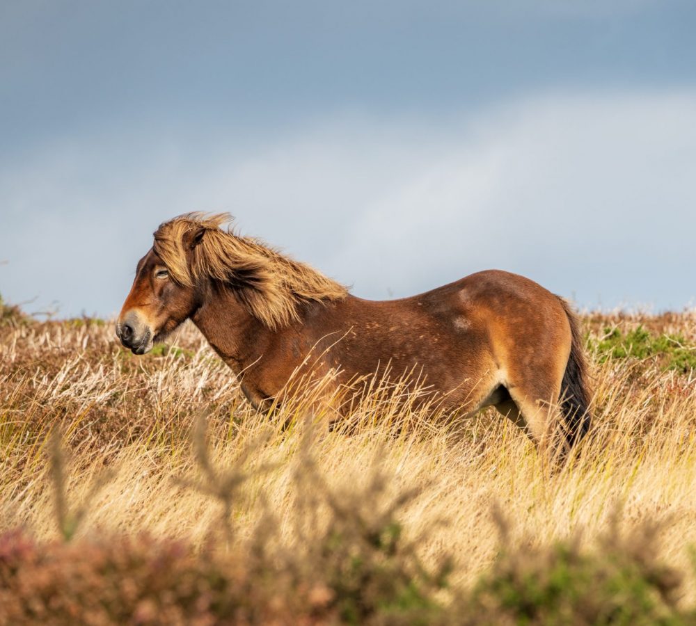 exmoor exmoor