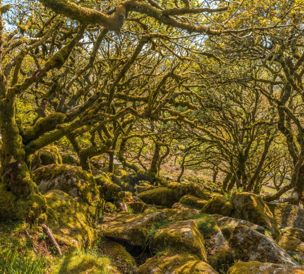 Wistman’s Wood Wistman's Wood