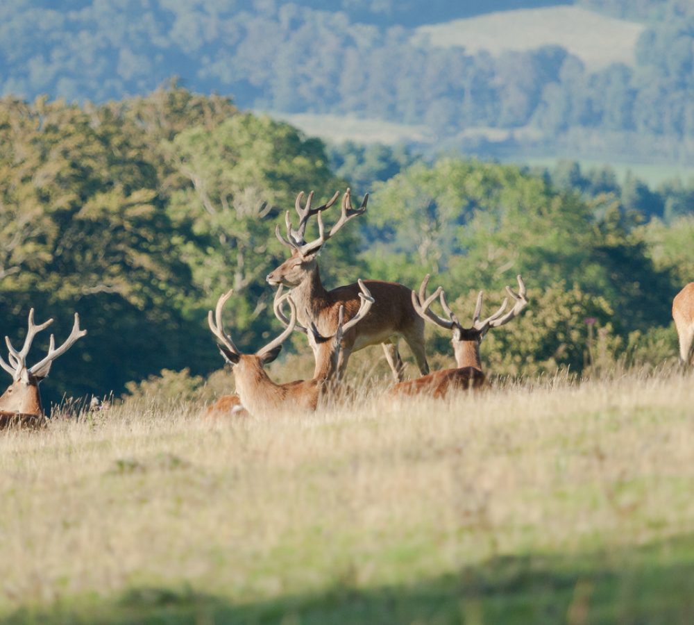 red deer stags in velvet